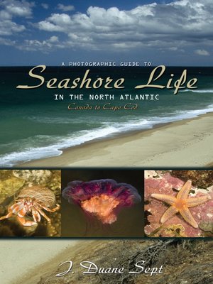 cover image of A Photographic Guide to Seashore Life in the North Atlantic
